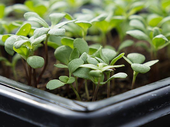 Green plants budding in a pot