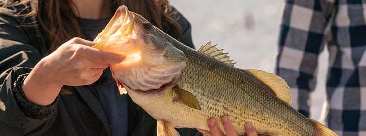  A fish and wildlife technology student holding a live sample specimen.