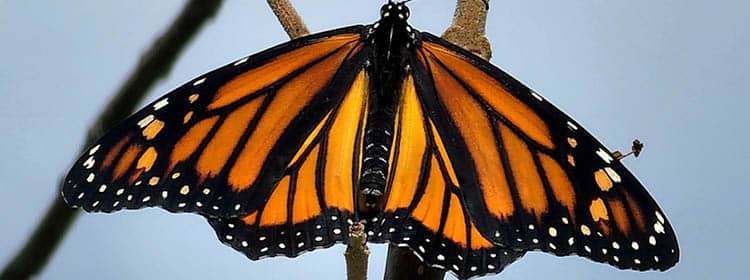 Monarch butterfly